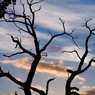 Silhouette-branches.jpg
