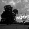 Trees-Monochrome.jpg