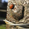 Ladybird.jpg