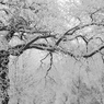 DSC_2373.jpg