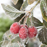 Dusted_fruit_Rod_M.jpg