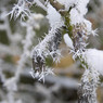 Frosty_seeds_Rod_M.jpg