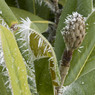 Grandiflora_Rod_M.jpg