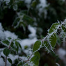 Hoar_frost-_Martyn_Jepsen.jpg