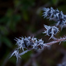 Hoar_frost2-Martyn_Jepsen.jpg