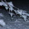 IMG_1180_Night_5_Jan_2010_garden_branches.jpg