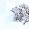 IMG_9618_Snow_mapple_leaves_blowup.jpg