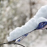 MA_Snowbird_DSC0013c.JPG