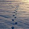 Martyn_J_-_Footprints.jpg