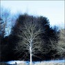 Rod_Bird_-_Walnut_tree_Pinkneys_Green_20_Dec_09.jpg