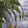 Snow_in_Furze_Platt_-_ja-4.jpg
