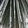 Snow_in_Furze_Platt_-_ja-7.jpg