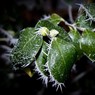 Snow_in_Furze_Platt_-_ja-8.jpg