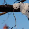 Snowon-branch.jpg
