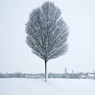 Snowy_Silhouette_Rod_M.jpg