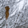 The_last_leaf_Rod_M.jpg
