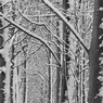 _DSC1874.jpg