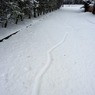 curious_track_in_the_snow_-_Bob_Keene.jpg