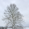 tree.jpg