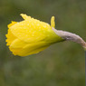 DaffodilbyEdDoughty.jpg