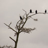 TreeBirdsbyEdDoughty.jpg