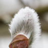 WillowCatkinbyEdDoughty.jpg