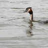 grebe.jpg