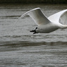 swan.jpg