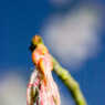 _MG_0602_edited-1.jpg