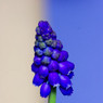 _MG_0622_edited-1.jpg