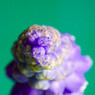 _MG_0624_edited-1.jpg