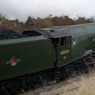 BITTERN_White_Waltham.jpg