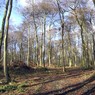 BeechesHighWood.jpg