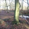 FootpathHighWood.jpg