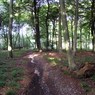 BeechwoodnearMaidensgrove.jpg