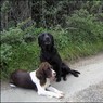 Gundogs.jpg