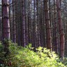 TreesonStonorEstae.jpg