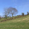 FieldnearTurvilleParkFarm.jpg