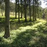 LonghillHangingWood.jpg