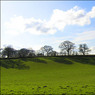 OaktreesandshadowsHollandridgeFarm.jpg