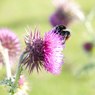 bee.JPG