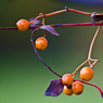 berries_as.jpg