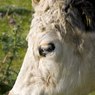 cow.JPG