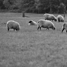 gazingSheep_as.jpg