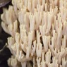 Fungus.jpg