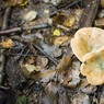 Fungus2.jpg