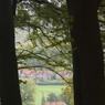 Housestrees.jpg