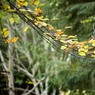 Leaves.jpg