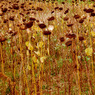 PA280009m4reducedforCCwebsite.jpg