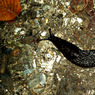 PA280099mreducedforCCwebsite.jpg